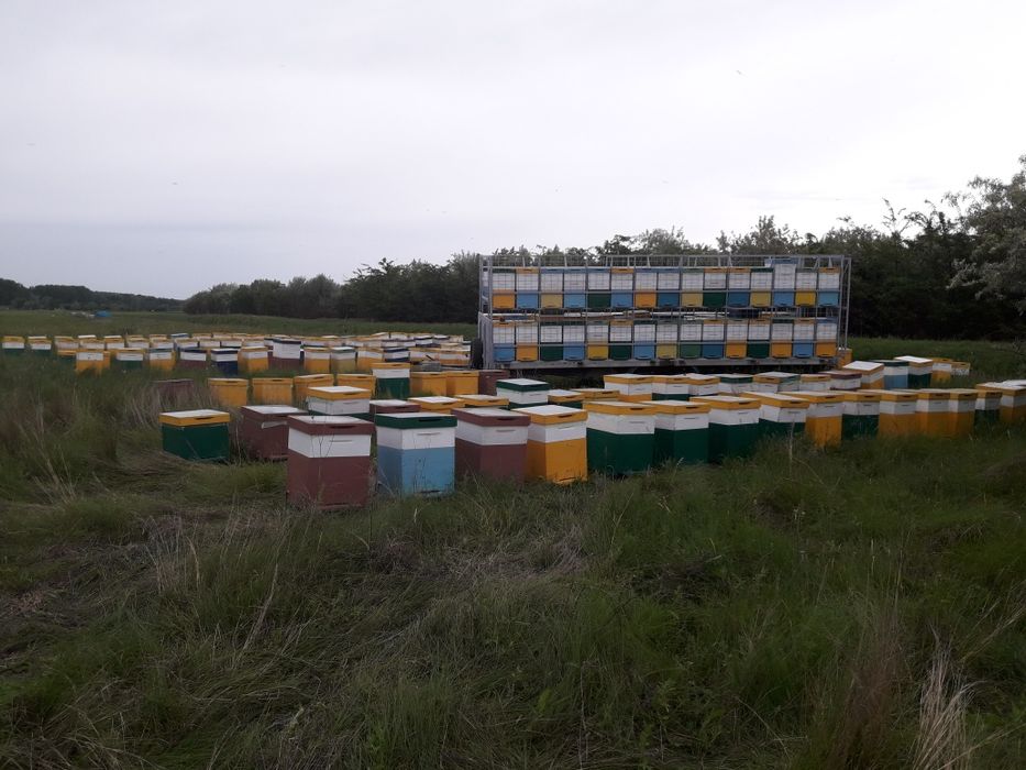 Miere en gross  poliflora 2025