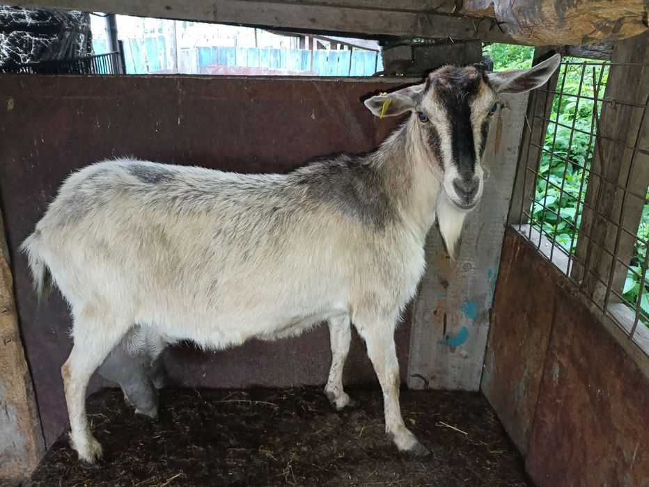 Продам дойную козу
