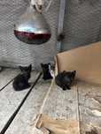 4 pisici pentru adoptie