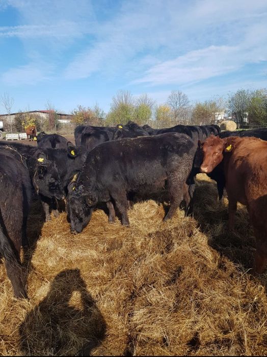 24 Vitele Gestante cu Certificat