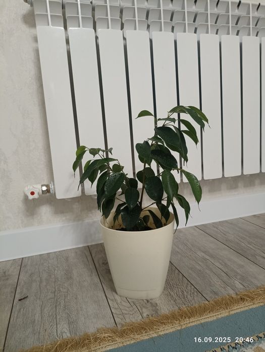 Комнатные цветы фикус