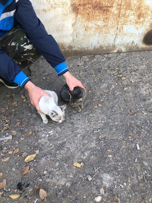 Отдаем котят в добрые руки