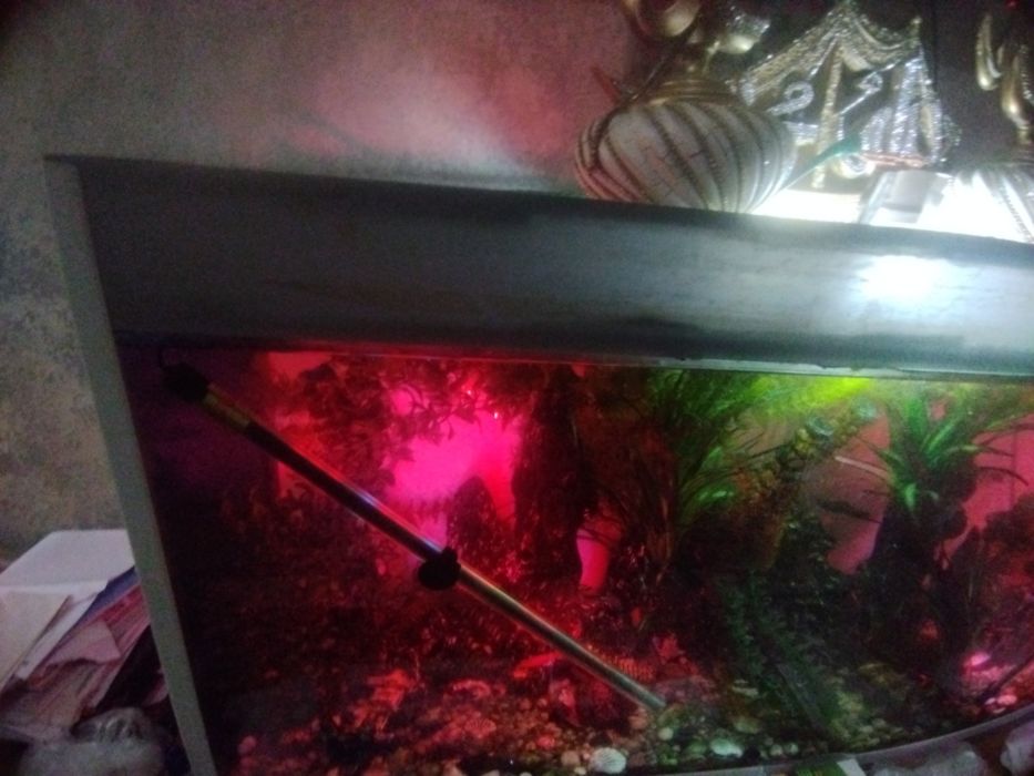 Акварюм с рыбами