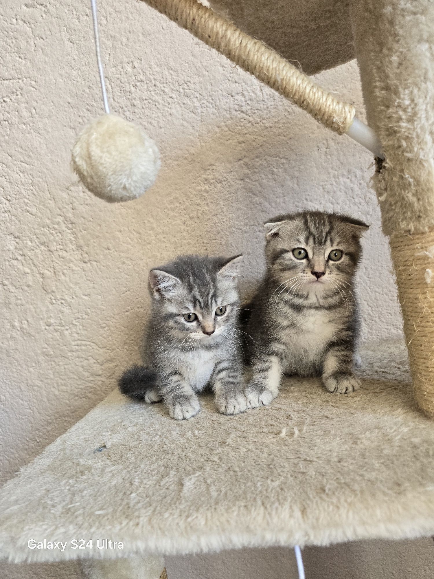 Клепоухи котета чистокръвни