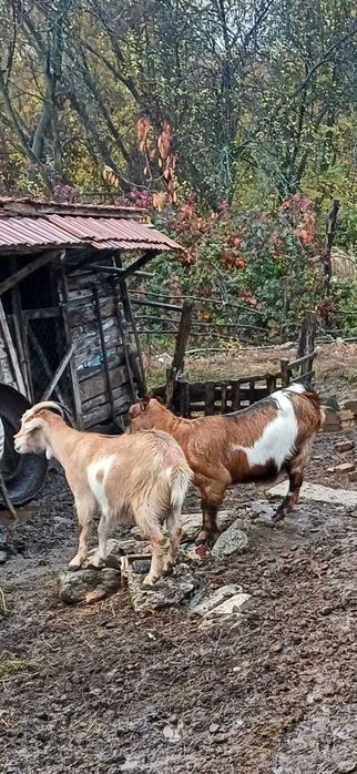 Vand 2 CAPRE si  un TAP