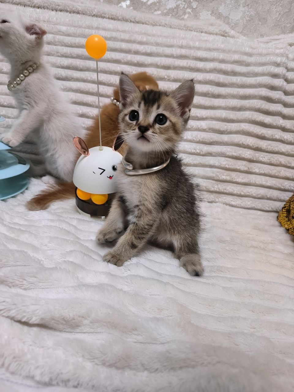 Шикарные котята от правильной вязки