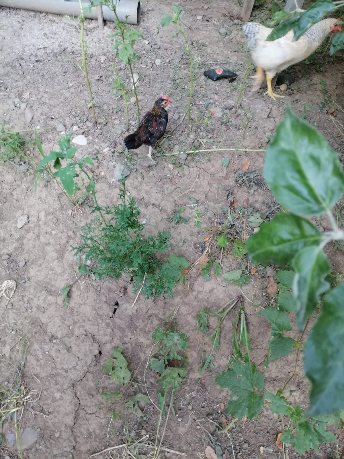 Vând 3 cocoșei americani