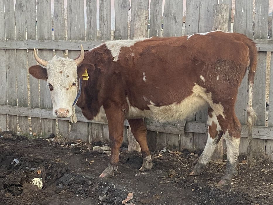 Продам корову стельная доется и первателку срочно обращатся в личу ???