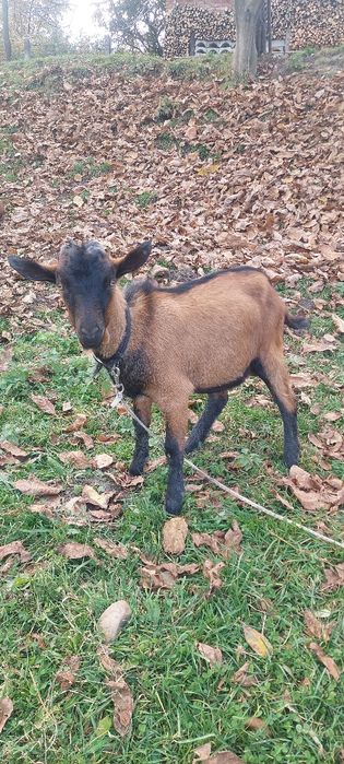 Vând țapi rasa Alpina Franceza