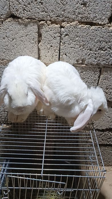 Baran almaz glaz sames erkak quyonlar soni 2ta yoshi  6oyli toza qon