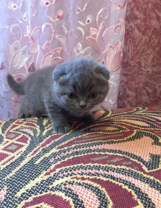 Вислоушки Нежные Плюшки.