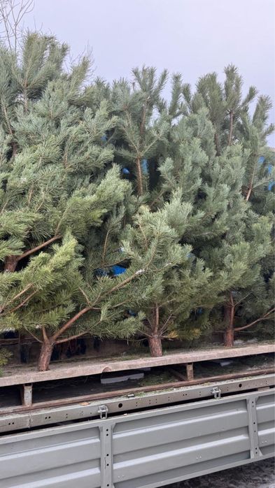 Новогодняя сосна