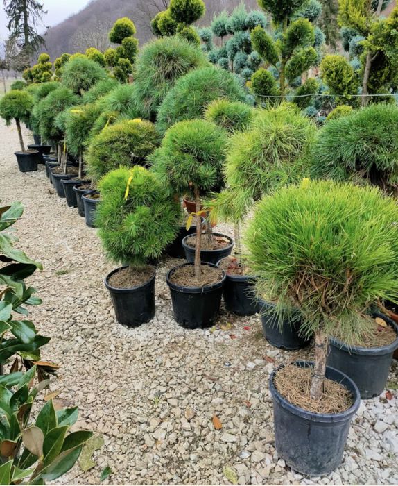 Plante ornamentale de orice specie