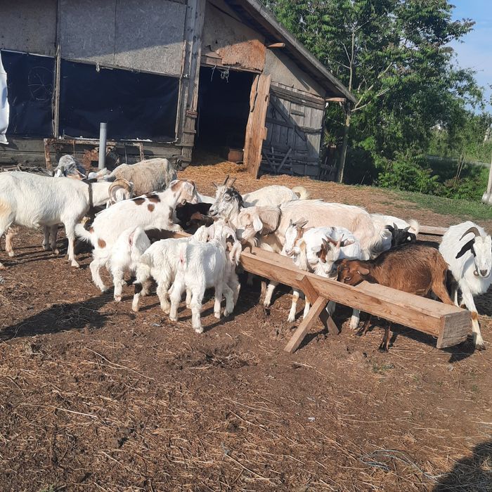 De vânzare Capre cu iezi sau schimb cu oii