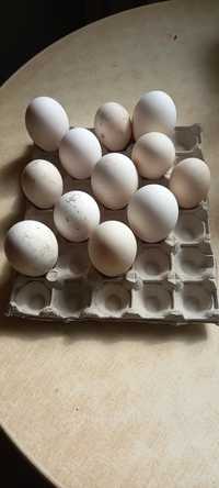 Vând oua de gasca românească