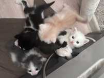 Отдам котят в добрые руки