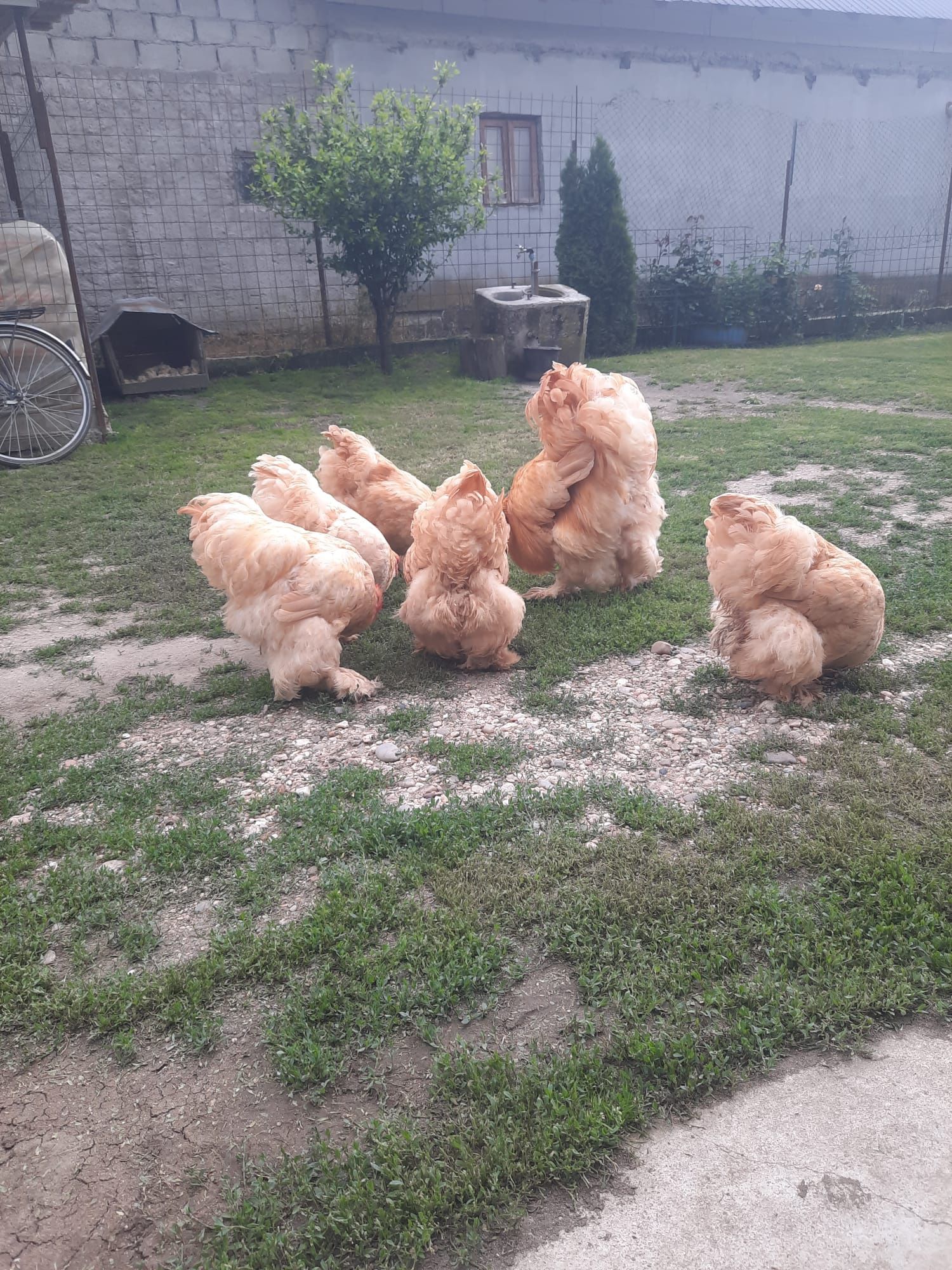 Vând familie cochinchina uriaș galben