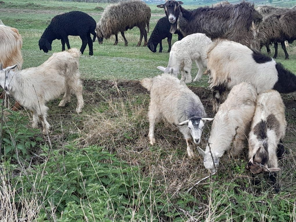 Iezi de vanzare pentru masa de paste