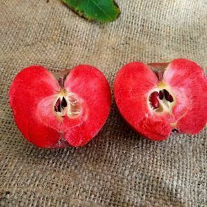 Pomi Fructiferi  Deosebiti  soiuri de mar  apistar