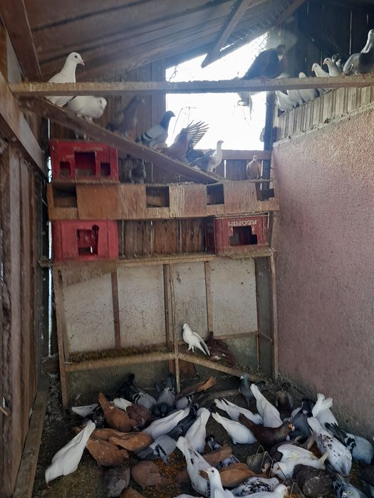 Vând porumbei voiajori