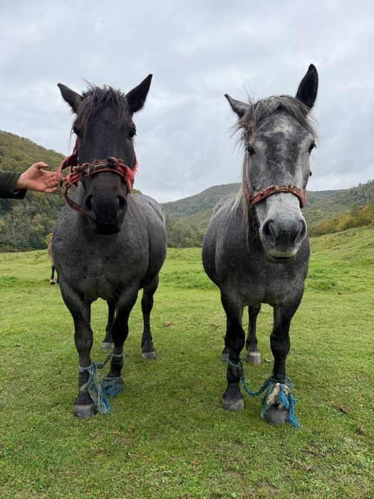 Vând două mânze surori