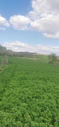 Vând 7 ha de lucerna la prima coasă comuna Livezile localitatea Cacoț