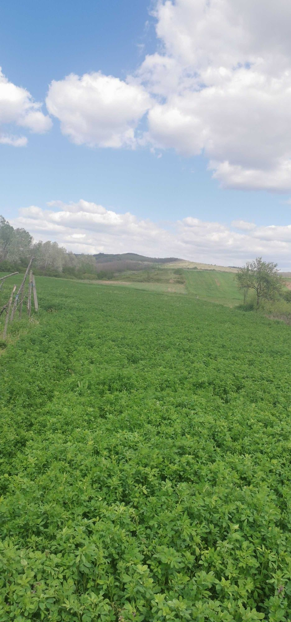 Vând 7 ha de lucerna la prima coasă comuna Livezile localitatea Cacoț