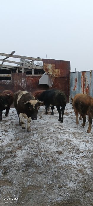 Продаются быки с откорма