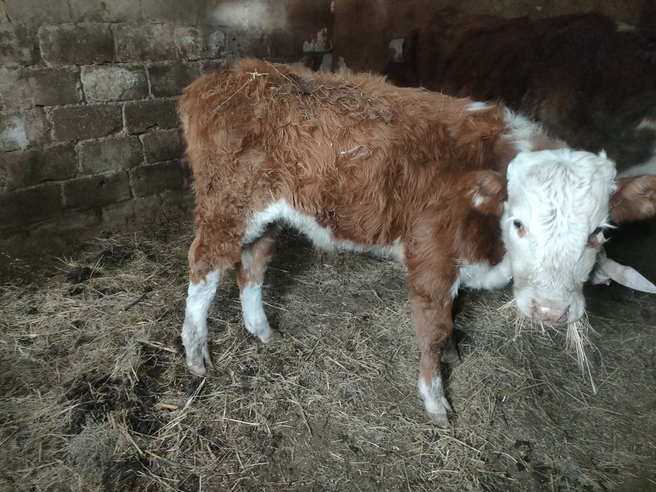 Еркек баспак сатылады