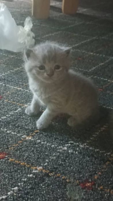 Скотиш страйт и фулд