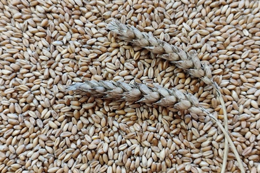 Пшеница продажа недорого