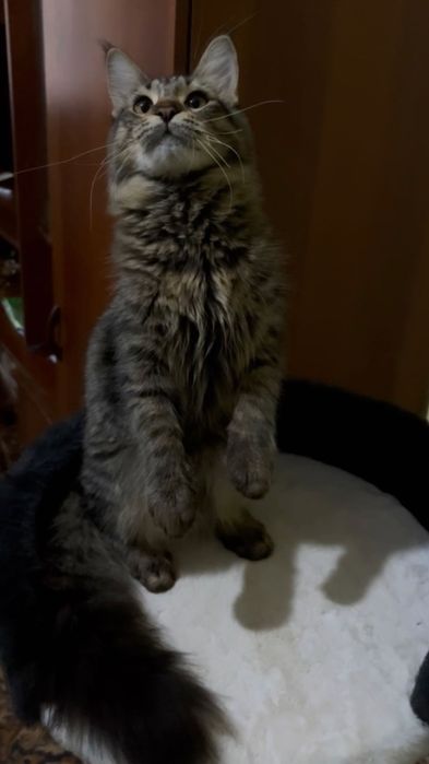 Продается котенок Мейн Кун