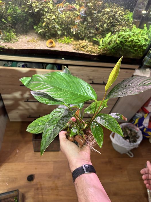 Анубиас гигант, аквариумное растение