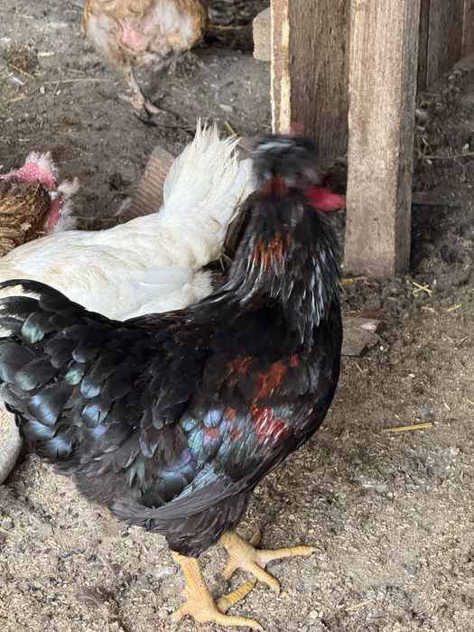 Разплодени яйца от различни породи!