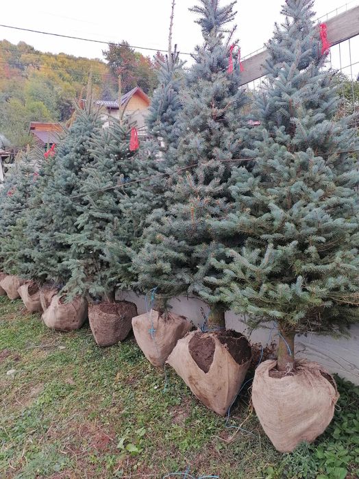 brazi argintii si normandian pentru craciun