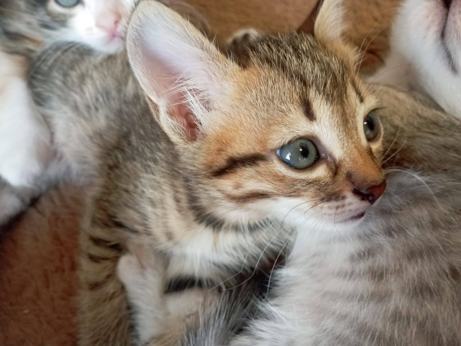 Котята, 2 месяца