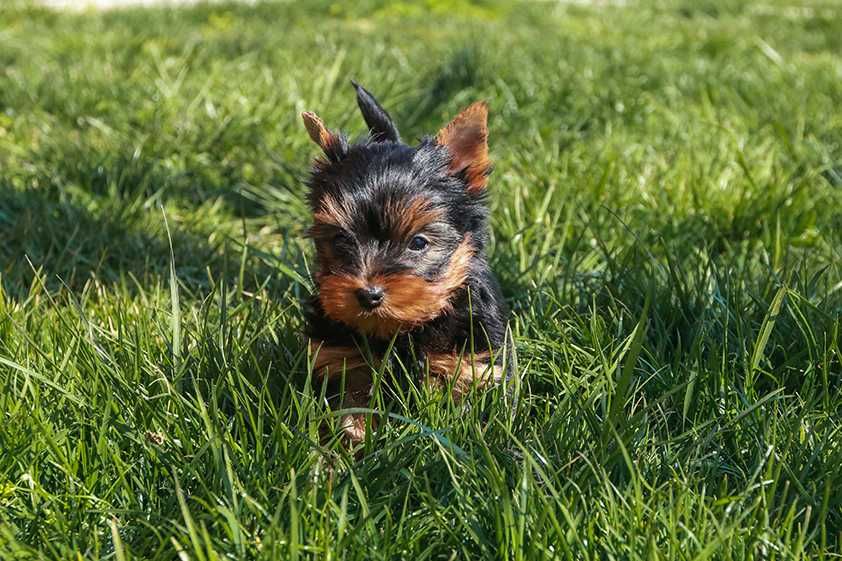 Йоркширски териер, мини йорки момиче