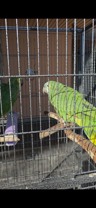 Pereche Papagali Amazon cu frunte albastra