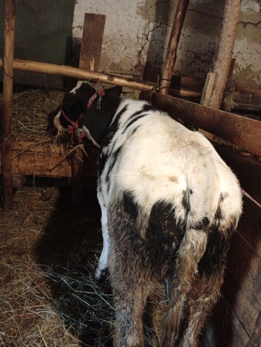 Vând vițel de rasa ciut alb cu negru