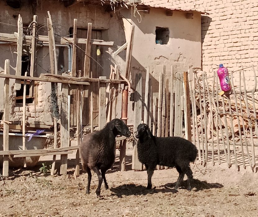 Кой козысы менен, белгиленген баха анык емес келисемиз