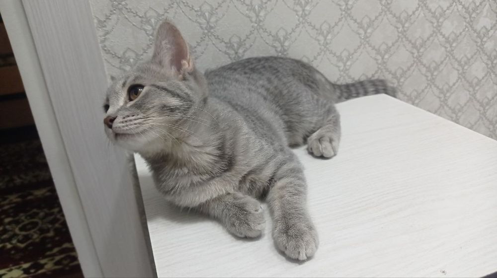 Скоттиш страйт кошка