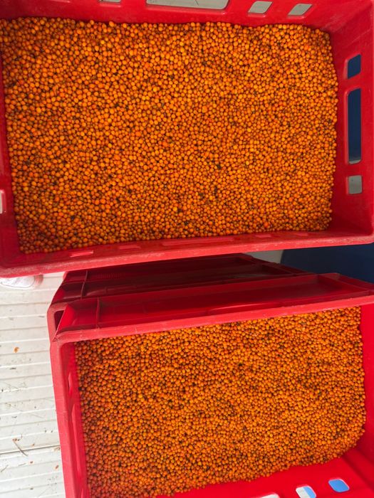 Catina congelata-Cultura bio