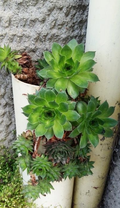 Алое Arborescens /сукулент дебелец+скална роза,дебела мара,семпервивум