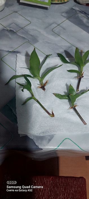 Продам отростки золотого уса