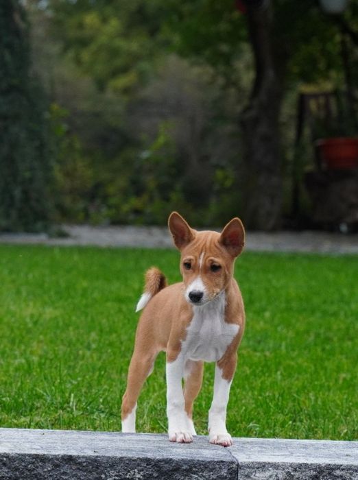 Vând mascul basenji
