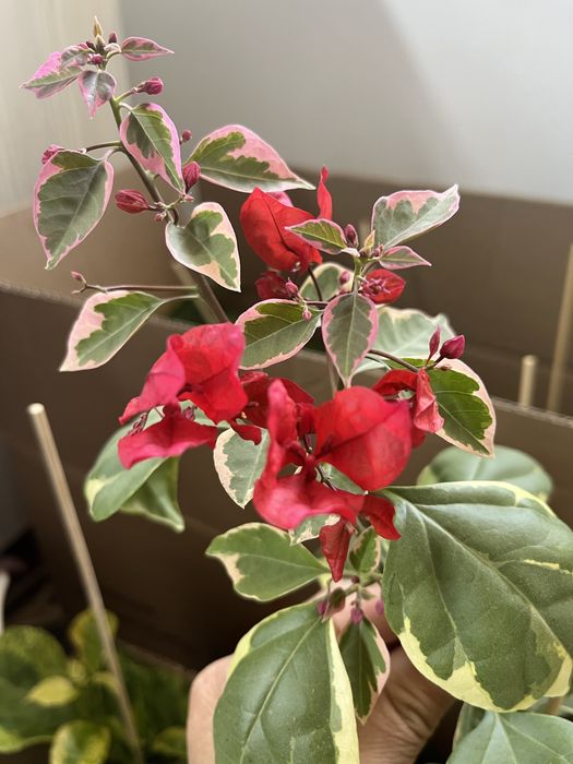 Комнатные растения