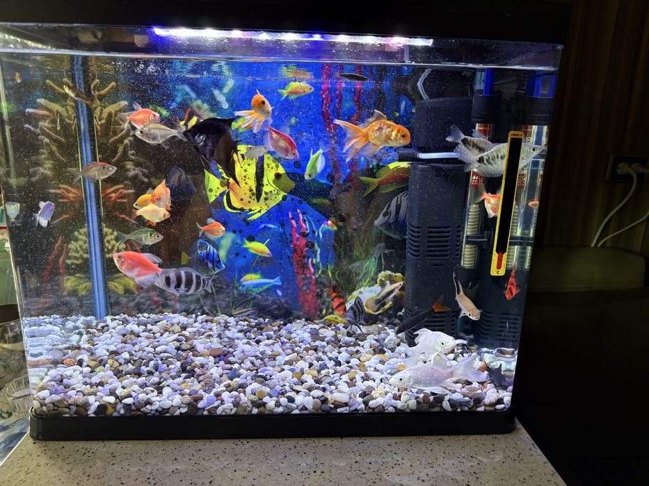 Продам аквариум с рыбками
