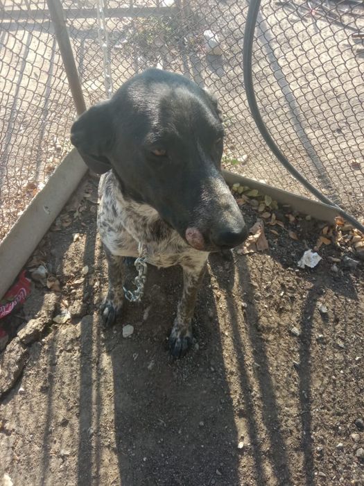 Продам собаку куцхаар