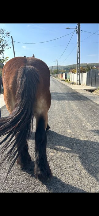 Vand cal de tractiune