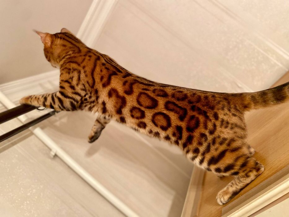 Продаётся Бенгальский кот.